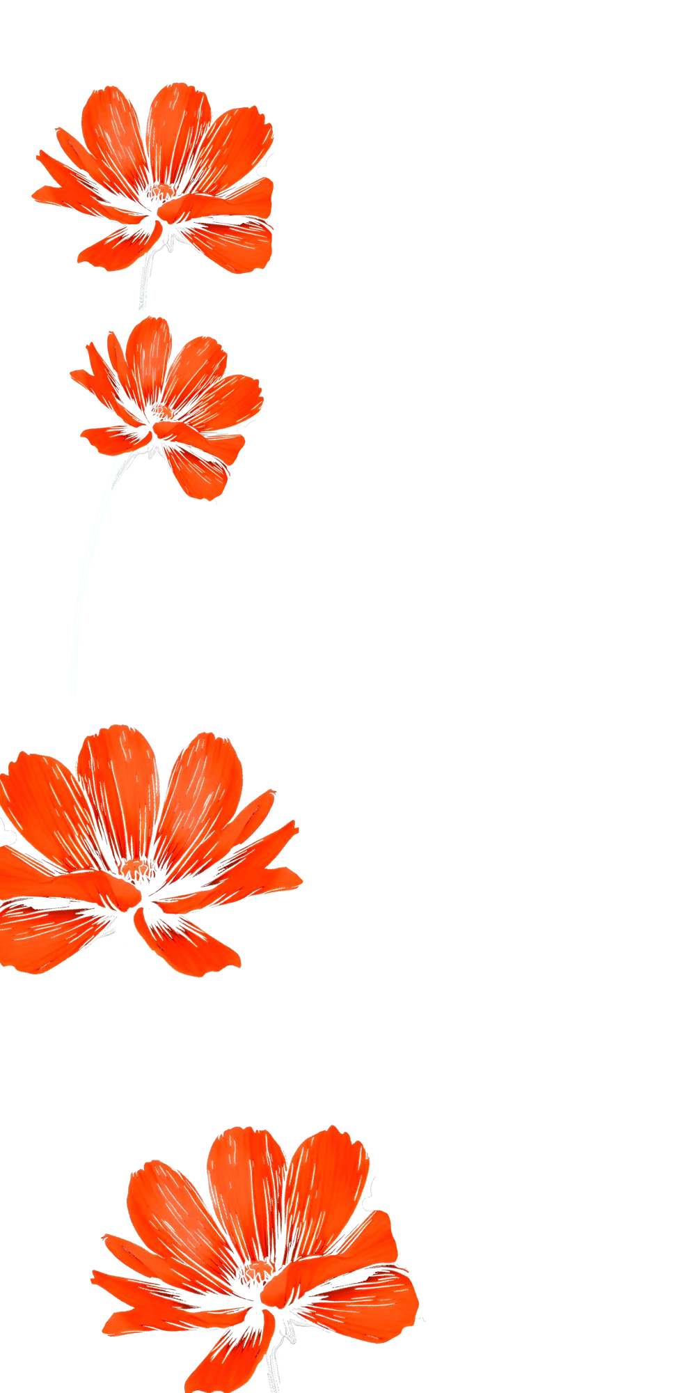 orange flowers