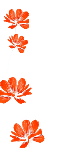 orange flowers